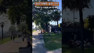 [도시숲] 튀르키예의 숲과 나무 