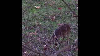 Best Food Plot for Deer? A Mix of Different Varieties!