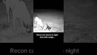 Recon cat returns for night duty ‍⬛