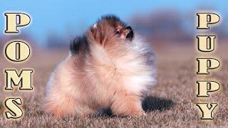 Cute Pomeranian puppies Darikar Jewell 025. #cutepomeranian  #pomeranians