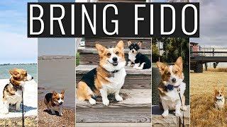 TRAVELING WITH PETS - OUR TIPS AND TRICKS | FULL TIME RV LIVING