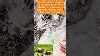 Feline Fact Friday - Herbal Remedies for Feline UTI #catvideo #Feline #knowledge
