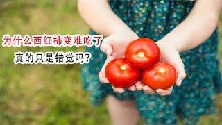 为什么西红柿变难吃了，真的只是错觉吗？看完你就明白了