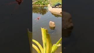 Shot onPixel 7 Pro: Where dragonfly magic meets stunning clarity.  #shorts