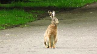 Zając - bliskie spotkanie 15.5.2017