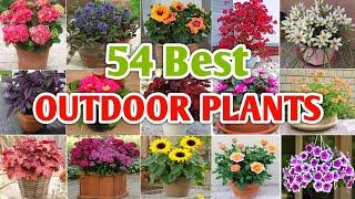 54 Best Outdoor Plants for Garden | Outdoor Plants to grow | Plant and Planting