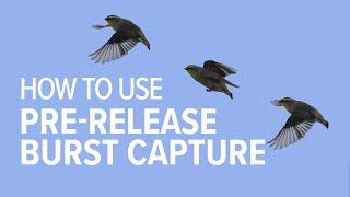 Pre Release Capture with the Nikon Z8 | Bird Photography Made Easy!