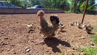 jinka and chicks / бреговска джинка