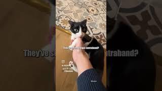  Cats Gone Wild! Adorable & Crazy Kitty Antics  #funnycats  #crazy  #catlovers