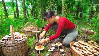 Harvesting Earth Mushrooms After Rain – Selling at Countryside Market | Phương New Bushcraft