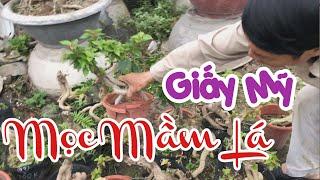 328. Lô Giấy Mỹ Đã Ra Mầm Lá - CÂY CẢNH CHỢ HÀNG | Cây Cảnh Hải Phòng