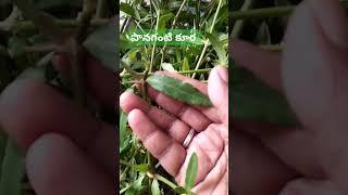 పొనగంటి కూర