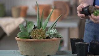 Succulent Container Gardening with the Grumpy Gardener | Southern Living