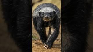 Which is the most fearless animal in the world? Some Unbelievable Facts about Honey Badger #facts