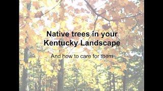 Native Trees in Your Kentucky Landscape