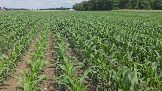 First vs Last Planted Corn Comparison