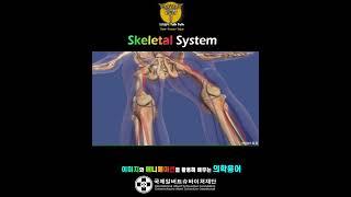 [Skeletal System ] pelvic girdle 골반대 요약 정리 - 1분 톡톡 의학용어