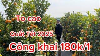 Quất cảnh Tết Hưng Yên tháp lùm dáng thông giá rẻ bán Tết 2025