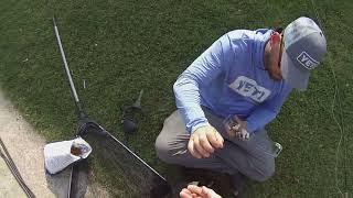 #48 :Carp on the Fly on a Hot Sunny Day