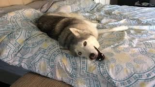 Stubborn Husky Won't Get Out of Bed