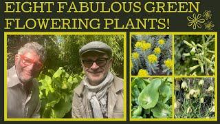 Eight fabulous green flowering plants for year round interest in the garden