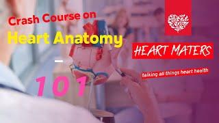 Heart Anatomy 101