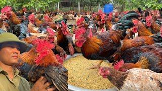 Full video of chicken care process from 23 days to 148 days in the rainy season - Chicken Farm.