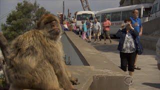 Wild monkeys in Gibraltar