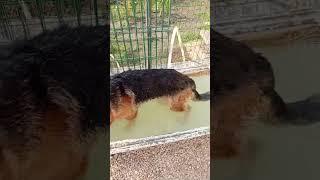 #собака #грумингмосква #стрижкасобак #немецкаяовчарка #энгельс #germanshepherd #овчарка #животные