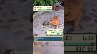 Squirtle  vs Meowth  irl  #pokemon
