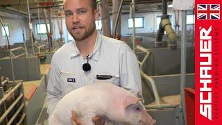 Sow breeding stable (Family Kofoed - Denmark)!