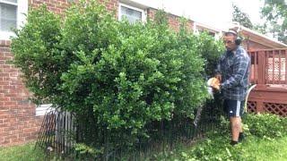 Trimming bushes with a Stihl HS 46C hedge trimmer. Including a cold start