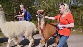 Walking With Alpacas