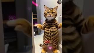 Unbelievable! Cat Perfect Dance  #aicat #dance #shorts