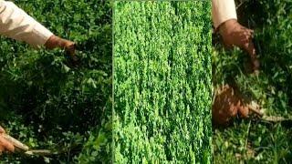 How to make grass cutter at land /grass cutting ideas / for animals