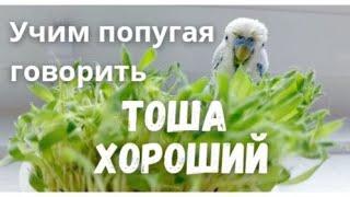 Учим попугая говорить "Тоша хороший"