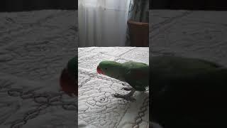 Алексы часть 8