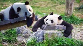 ️ Adorable Panda Love Story: A Tale of Two Pandas | WILDLIFE | CUTE PETS