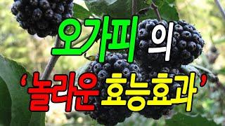 [효능백과사전] 오가피 효능, 오가피 놀라운 효능효과 꼭 알아야 할 7가지 정보, 먹는방법, 문헌정보, 뉴스 자료, 실제사례