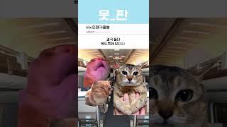 요즘 여자들 이럼??? #고양이밈 #shorts #공감