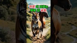 천운이 따르는 부부 띠 궁합 #로또 #재물운 #띠별운세 #오늘의운세 #타로 #신점