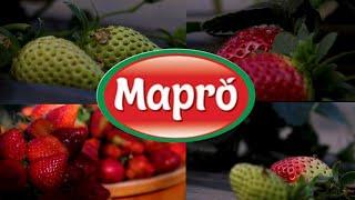 Exploring the Lush Strawberry Farm at Mapro Garden, Mahabaleshwar | MIT ISBJ Official Documentary