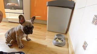 French Bulldog Dobby waiting command to start eat. Cute puppy! Smart dog