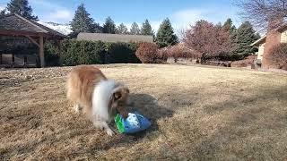 Rory, the rough collie playing with dirt