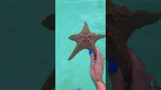 Живая морская звезда со дна Индийского океана. Zanzibar #Shorts