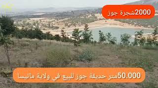 50.000 متر حديقة جوز للبيع في مانيسا -تركيا