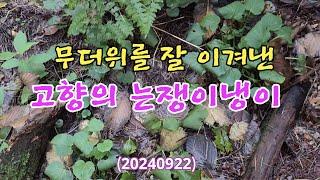 #무더위를 잘 견뎌낸 는쟁이냉이(산갓) 20240922