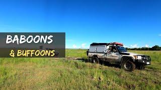 Baboons & Buffoons | Self Drive 4x4 Botswana | Chobe4x4 | Ep 6