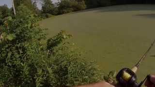 A Frog Tragedy