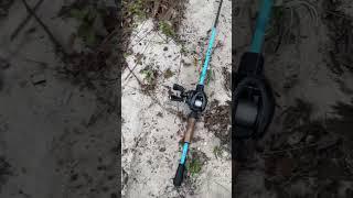 Fat bass on spinner bait